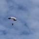 RC Skydiving parachute - Steven